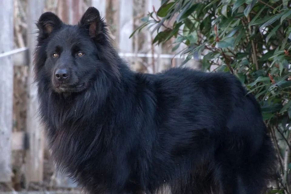 Un cane nero dal pelo lungo in giardino