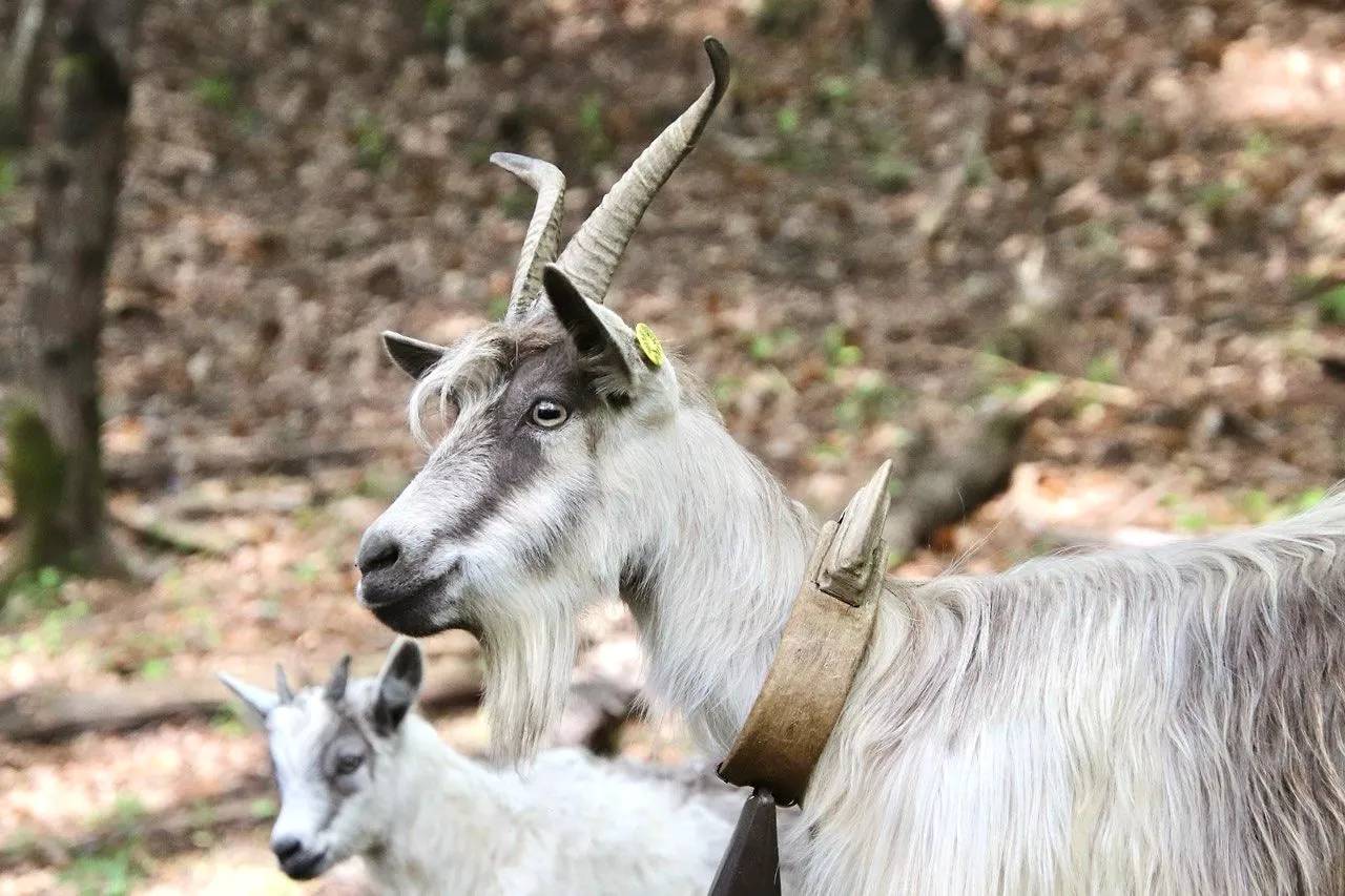 Una Capra Orobica bianca con il campanaccio e il suo capretto, nel bosco