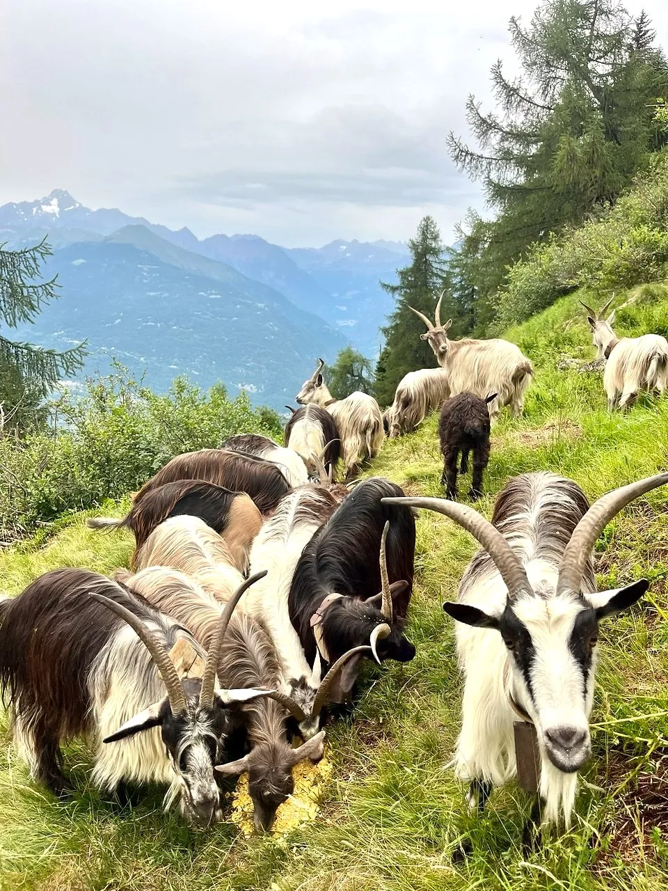 Un gruppo di Capre Orobiche bianche e nere al pascolo su un pendio erboso, con le montagne sullo sfondo