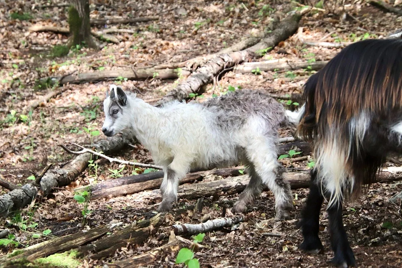 Un capretto bianco e grigio accanto a una capra dal pelo lungo e scuro, nel bosco