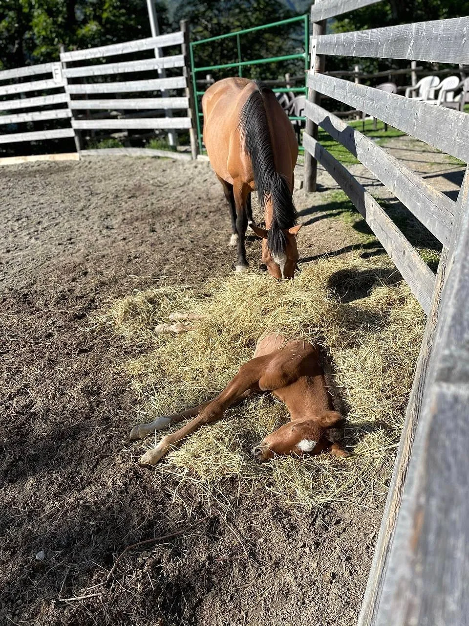 Una cavalla mangia il fieno nel recinto mentre il puledro riposa sdraiato accanto a lei