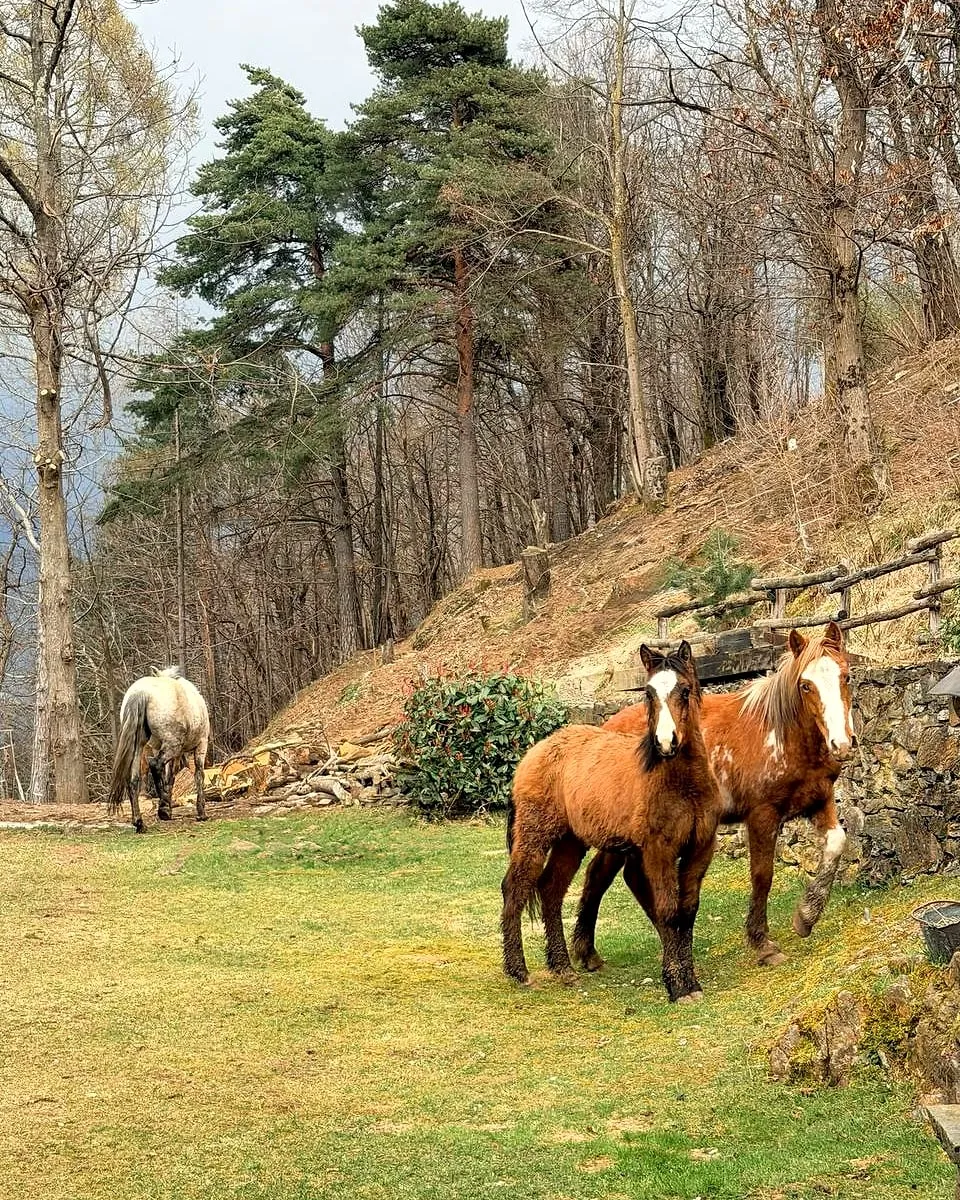 Due cavalli sauri con la lista bianca e un cavallo grigio liberi sul prato del recinto, sotto il bosco