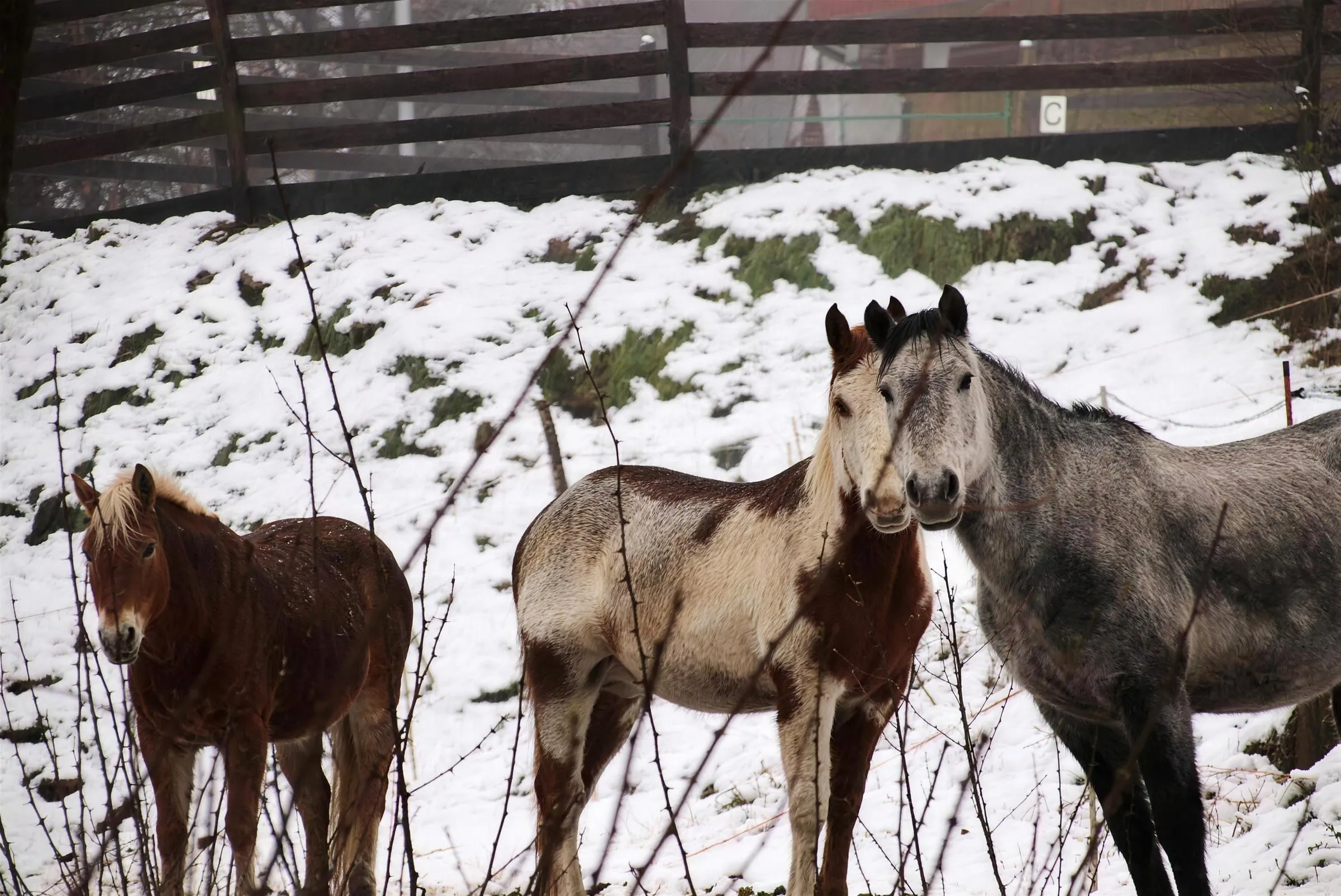 Tre cavalli fuori nel recinto innevato, d'inverno