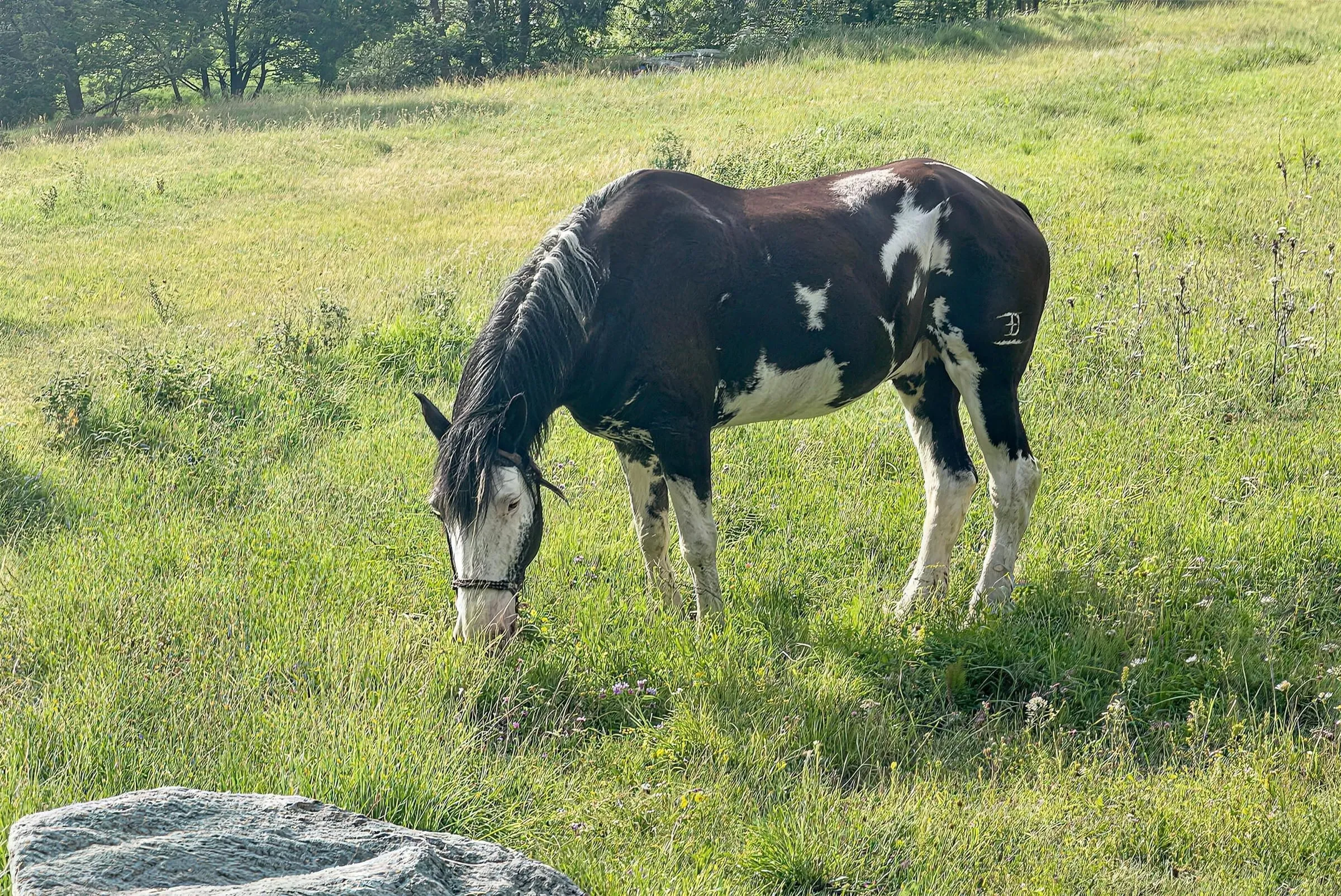 Un cavallo pezzato bianco e nero bruca l'erba alta di un prato soleggiato