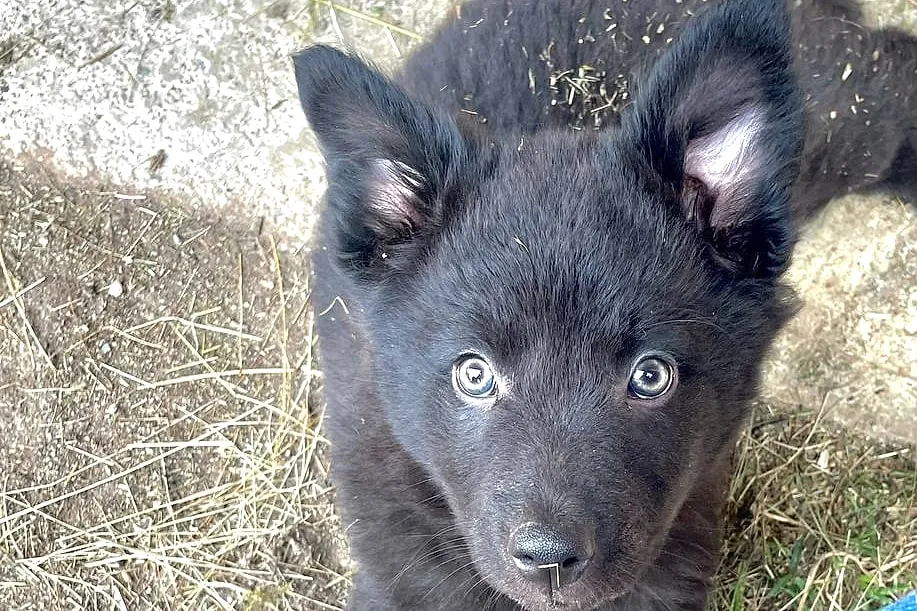 Un cucciolo nero con gli occhi chiari guarda in alto