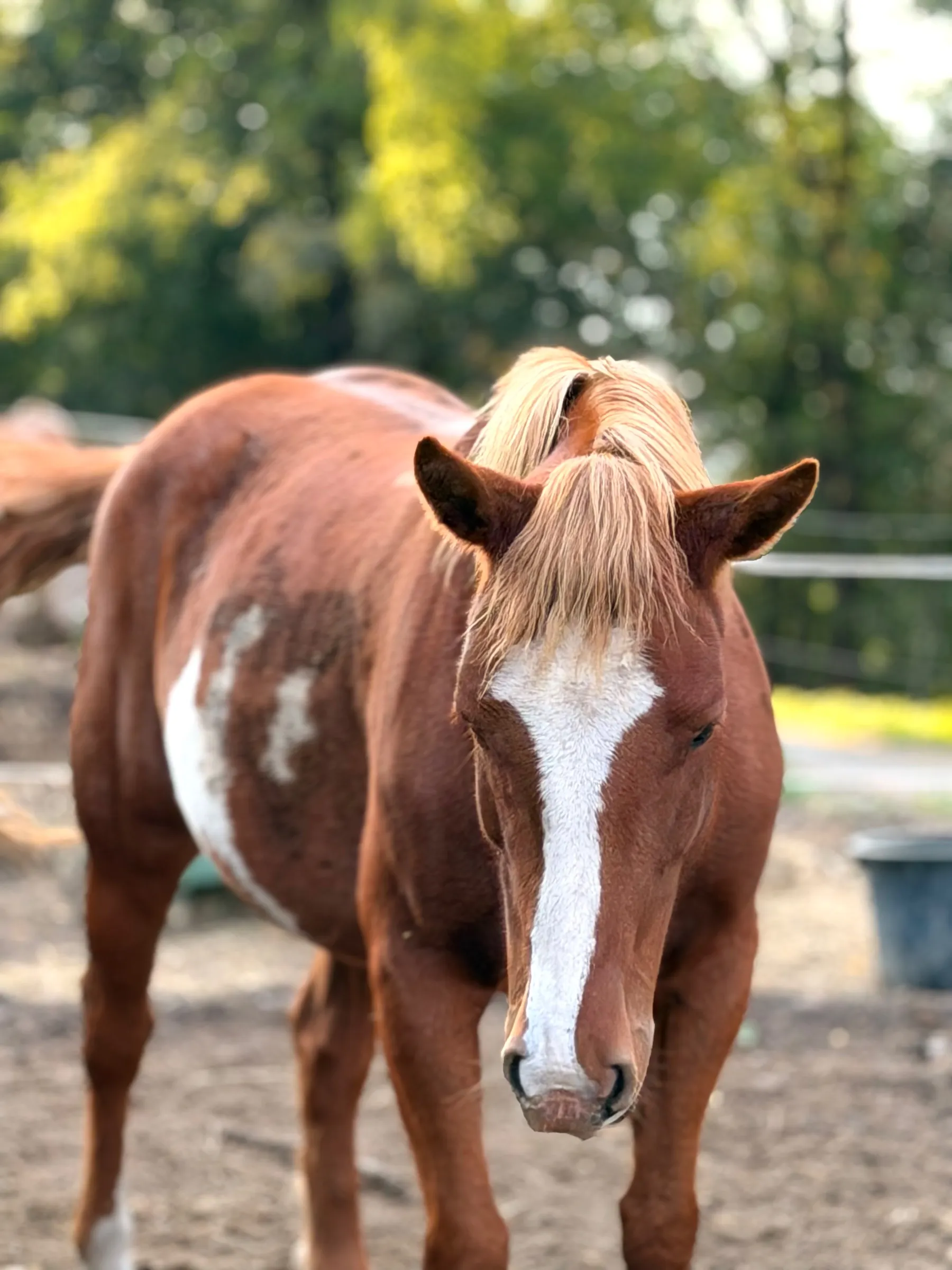Non è solo un accompagnatore: ogni cavallo è protagonista delle nostre passeggiate in montagna.
È un vero e proprio appuntamento, che si rinnova durante tutto l’anno tra sentieri, paesaggi e il ritmo delle stagioni.