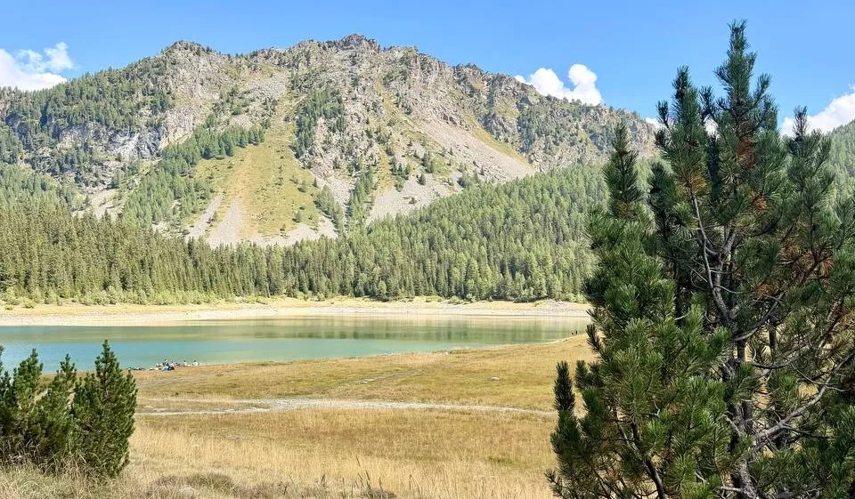 Il lago Palù in Valmalenco d'estate: acqua verde chiaro, prato asciutto, pini cembri e la montagna sullo sfondo