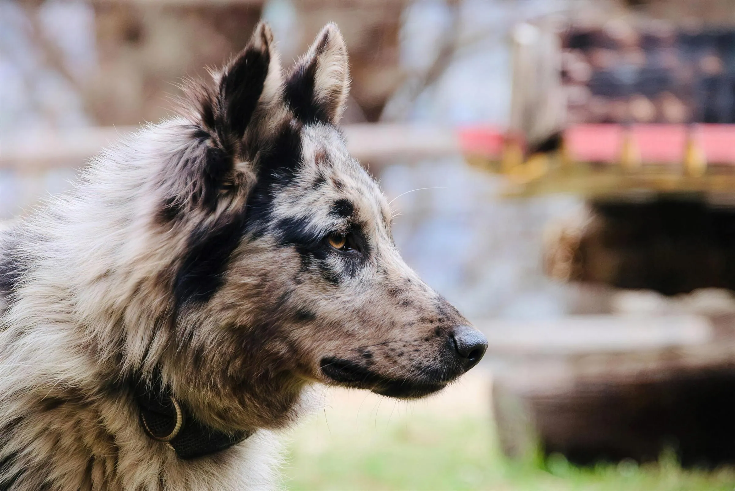 Zagor