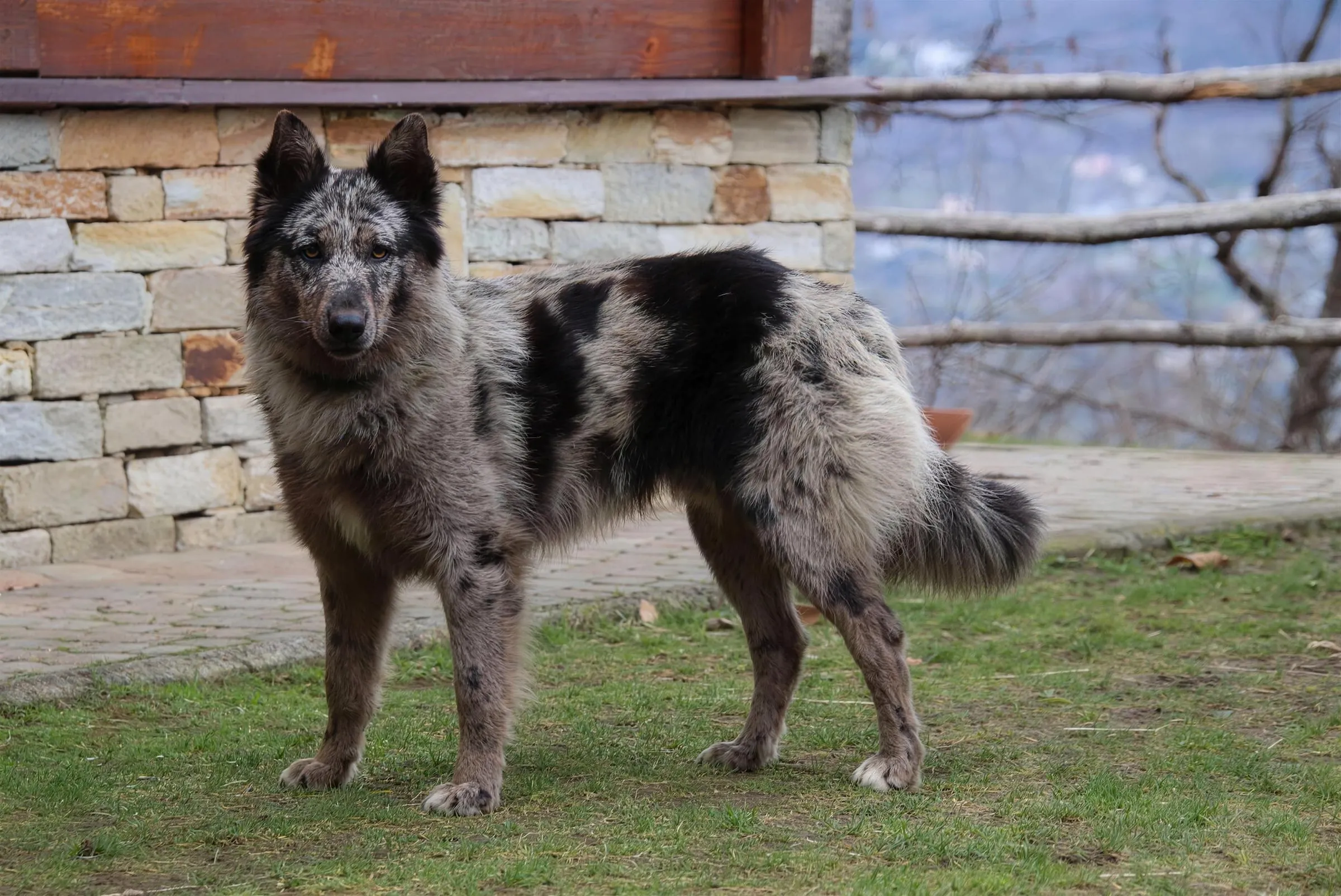 Zagor, blue merle